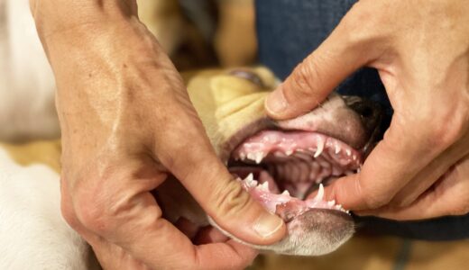 犬は虫歯になる？見分ける方法や症状、治療法について解説