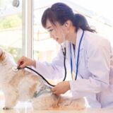 犬の熱中症対策とは？症状と原因、治療法についても解説