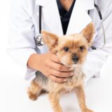 犬の腸炎とは？胃腸炎の原因・症状・治療法を解説