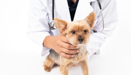 犬の腸炎とは？胃腸炎の原因・症状・治療法を解説