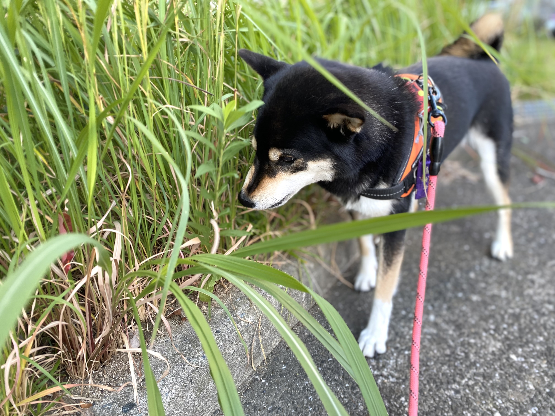 草に興味を示す犬