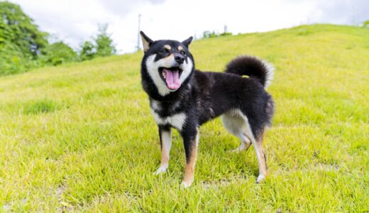 犬の膀胱炎｜症状・治療法・予防法を解説