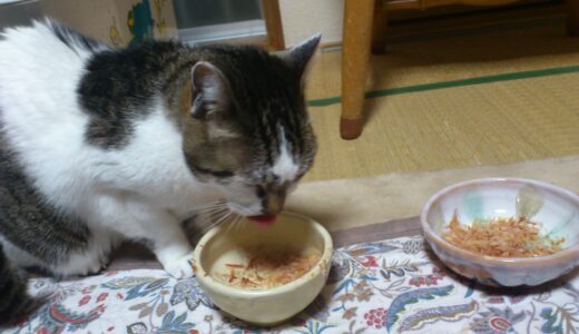 猫がご飯を食べない原因は？食欲不振の対処法やチェックポイントを解説