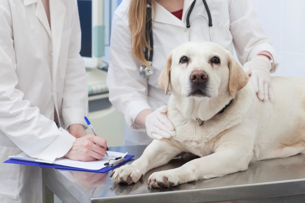 犬の歯周病の診断と治療