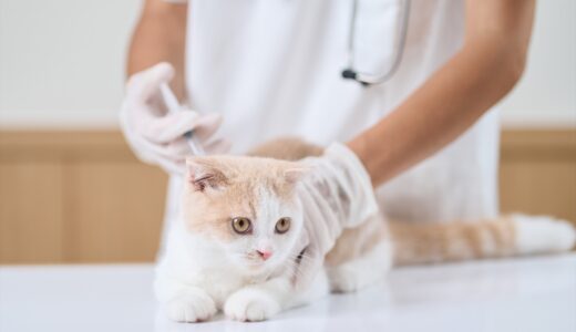 猫パルボ（ジステンパー）ウイルス（猫汎白血球減少症）とは？症状・予防法なども解説