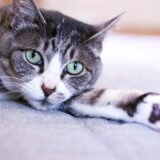 猫の胃腸炎とは？症状・治療方法・気を付けたいことも解説