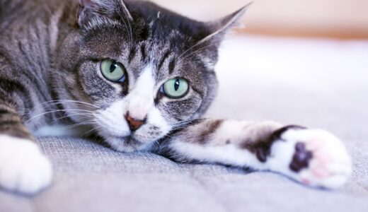 猫の胃腸炎とは？症状・治療方法・気を付けたいことも解説