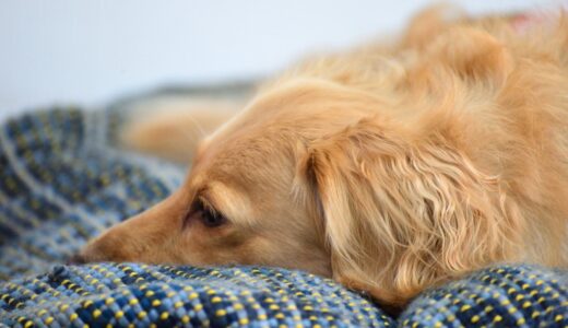 犬のアジソン病の症状は？機能低下の原因や治療法などを解説