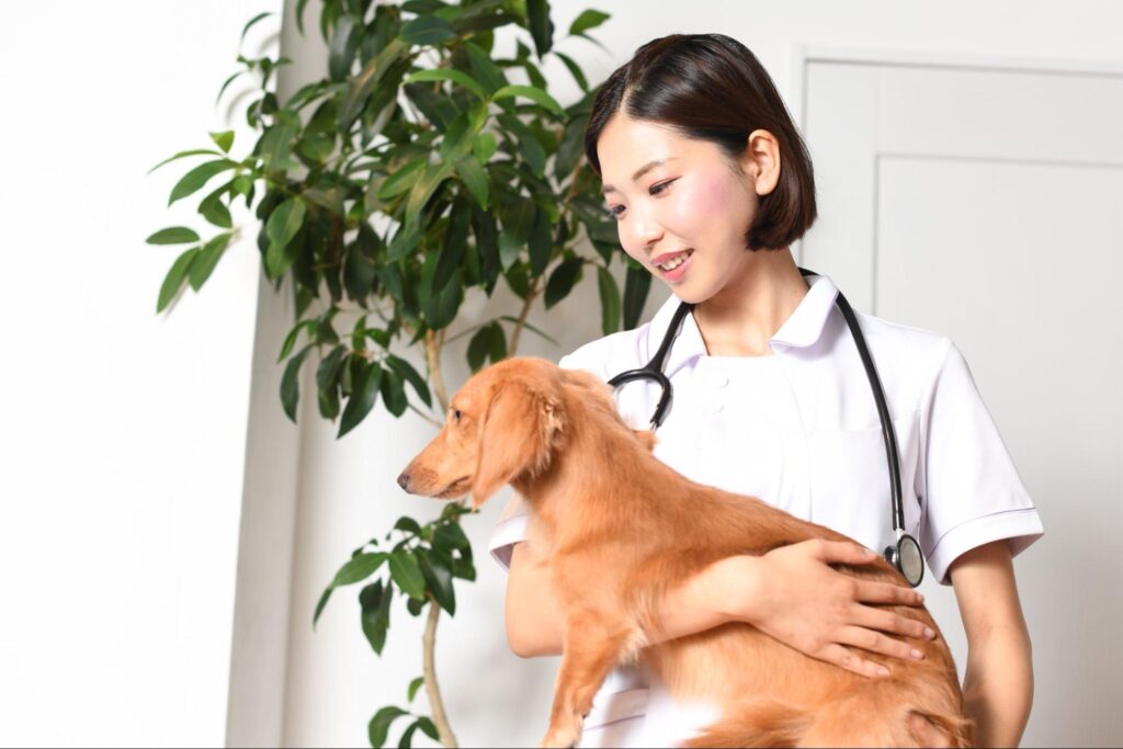 犬の中毒症状｜原因や誤食などの対処法も解説 | 動物病院サプリ