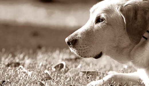 犬の肝硬変｜症状・原因・治療法などを解説