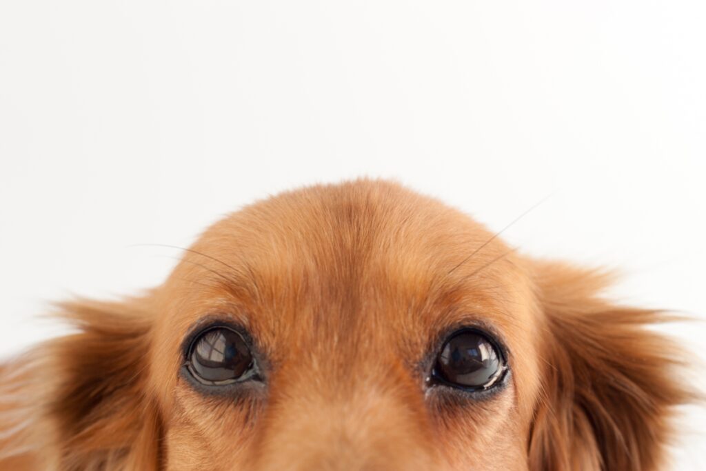 犬の気管支狭窄とは？犬の乾いた咳は気管支狭窄のサインかも！犬の気管支狭窄について解説