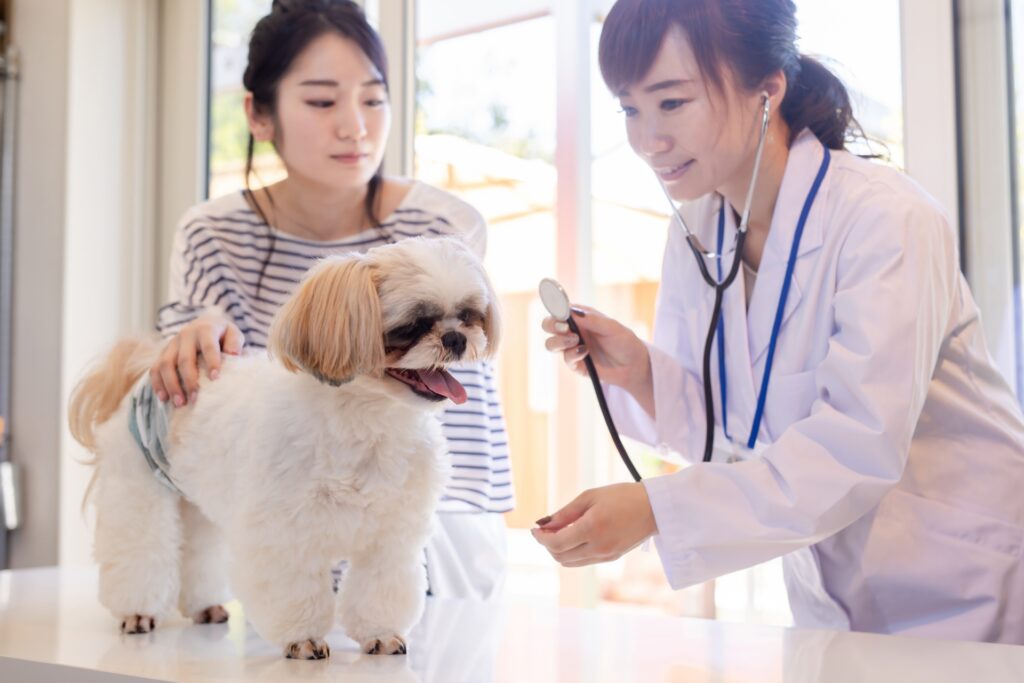 犬の気管支狭窄とは？犬の乾いた咳は気管支狭窄のサインかも！犬の気管支狭窄について解説