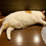 猫の肥満の目安とは？肥満の原因やリスク、食事の注意点について解説！