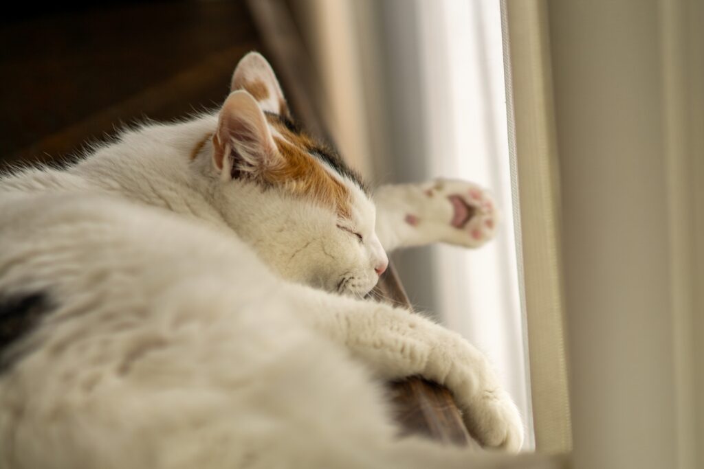 老衰してきた猫に見られる症状