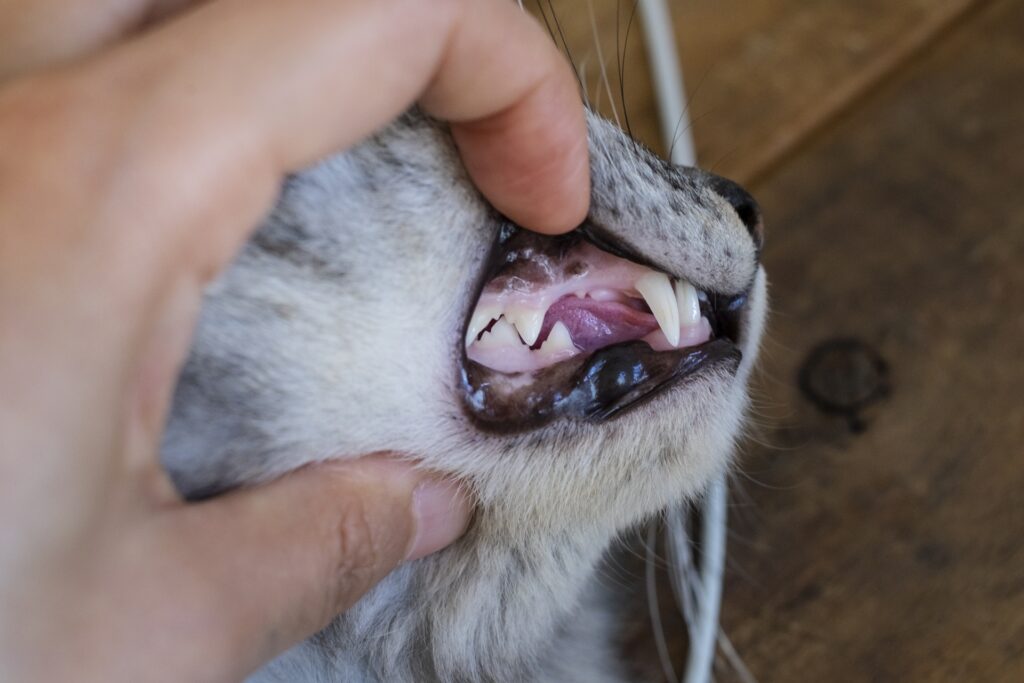 猫のむし歯について