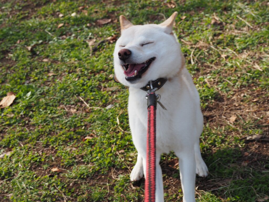 ストレスを感じている犬の特徴