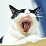 猫もむし歯になるの？猫がなりやすい歯の病気や原因について解説！