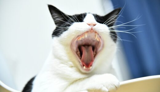 猫もむし歯になるの？猫がなりやすい歯の病気や原因について解説！