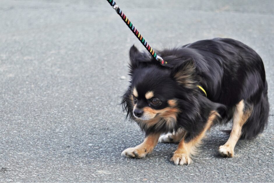 ストレスを感じている犬の特徴や要因とは？ストレスを軽減する方法やストレス管理も解説