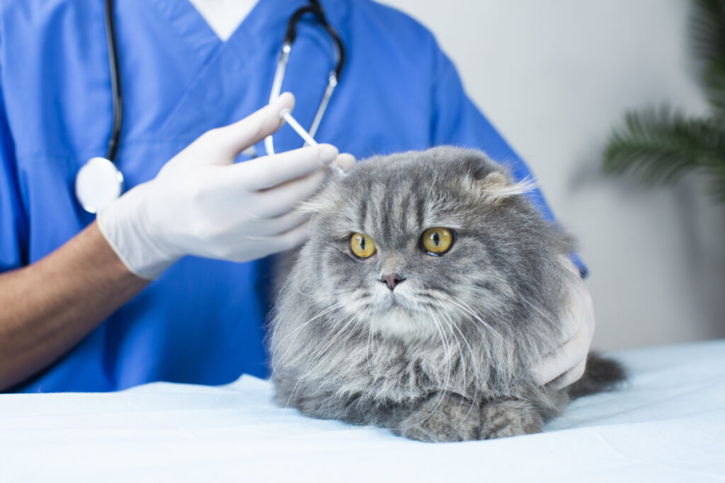 猫ヘルペスウイルス感染症の予防方法