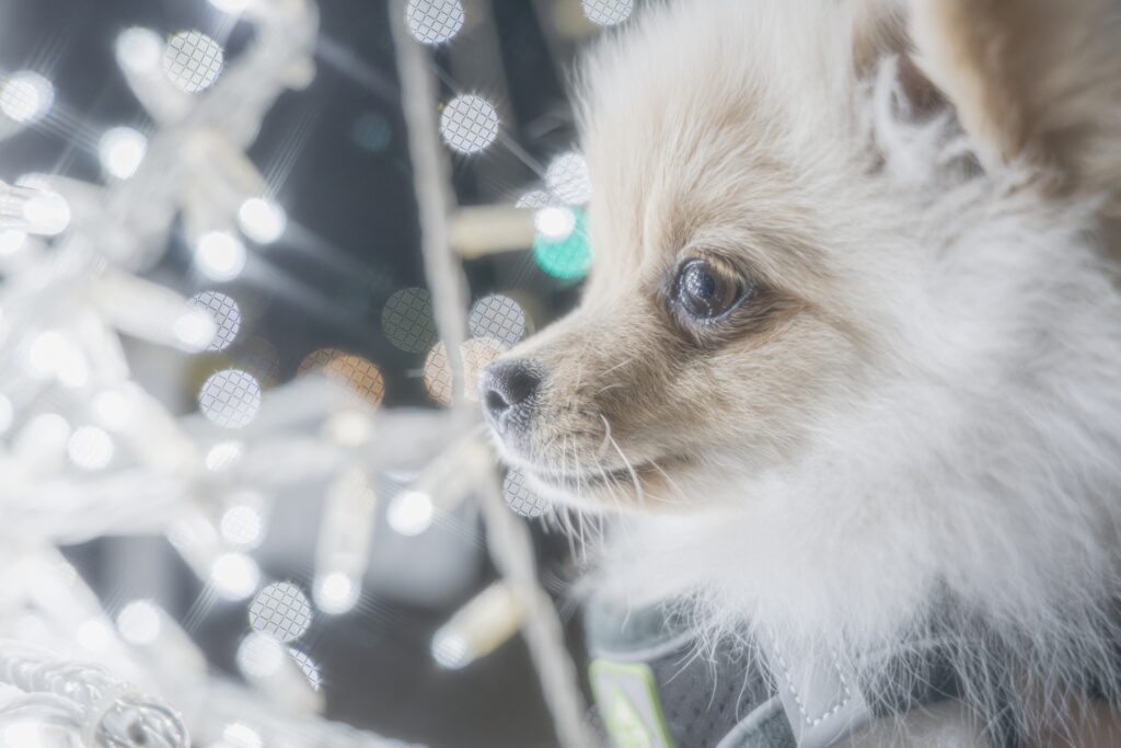 犬のストレスとなる要因