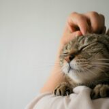 猫が老衰してきたときに見られる症状とは？日常生活でのケアや介護方法についても解説