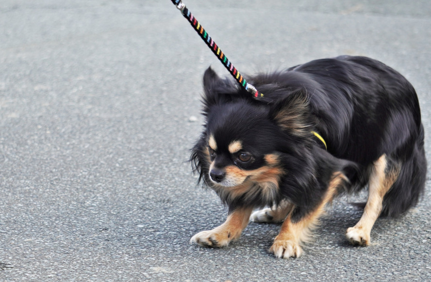 犬の副腎皮質機能低下症とは？原因から予後まで徹底解説