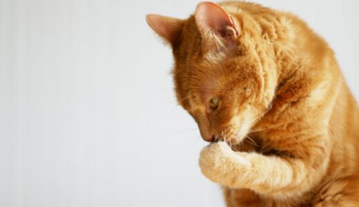 猫が咳き込む原因とは？動物病院での治療法や家庭でできる対処法についても解説！