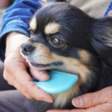 犬の抜け毛の原因とは？換毛期や抜け毛を伴う病気、抜け毛の対策法についても解説