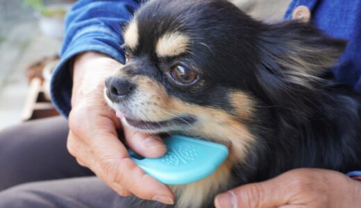 犬の抜け毛の原因とは？換毛期や抜け毛を伴う病気、抜け毛の対策法についても解説