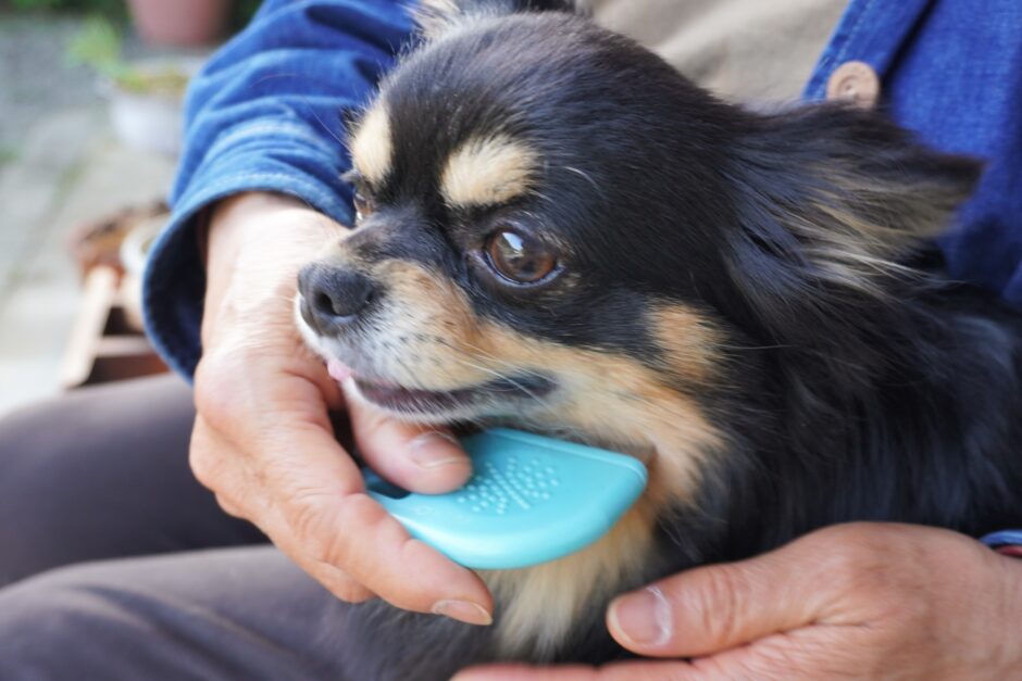 犬の抜け毛の原因とは？換毛期や抜け毛を伴う病気、抜け毛の対策法についても解説