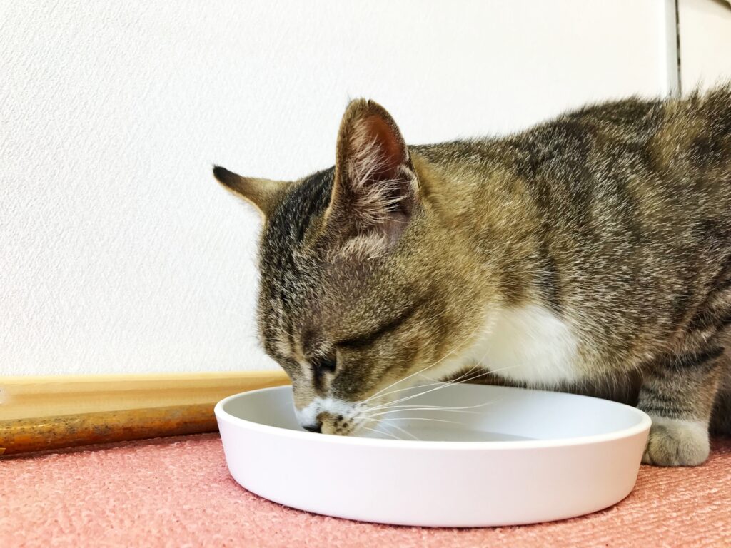 花粉以外の猫のくしゃみ・鼻水の原因