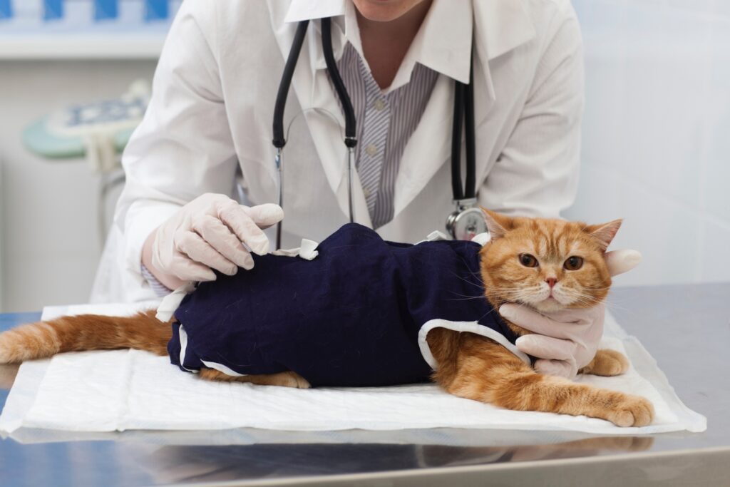 猫の花粉症と似た症状をもたらす病気