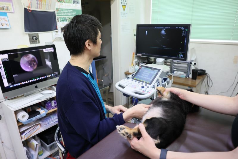 うすだ動物病院