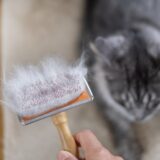 猫の抜け毛対策｜ブラッシングや部屋掃除のポイント、抜け毛の原因など解説