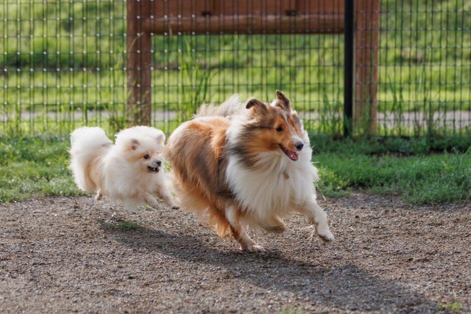 犬の脳炎とは？原因と症状、治療法について解説します