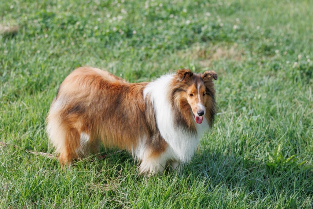 犬の甲状腺機能低下症の概要