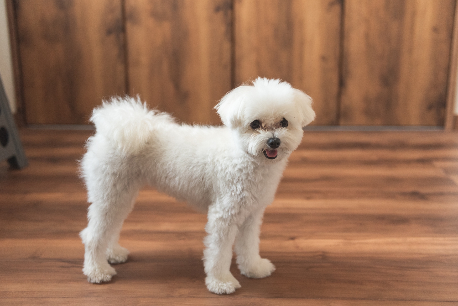 ものもらいができやすい犬の特徴