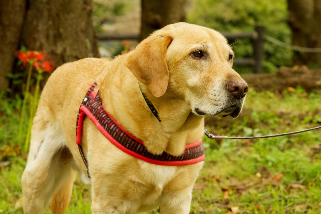 犬の脳炎について