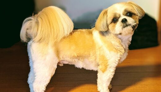 犬の甲状腺機能低下症とは？ 症状や原因、治療法を紹介します