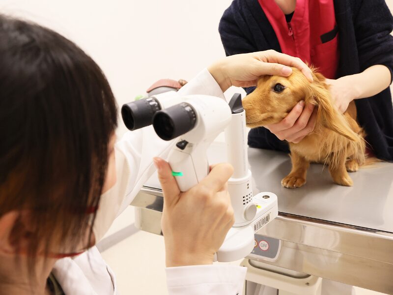 マエカワ動物病院/滋賀動物がんクリニック