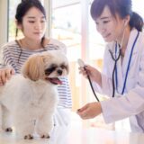 犬の腸リンパ管拡張症は治る？原因・症状・治療法から蛋白漏出性腸症まで徹底解説します！