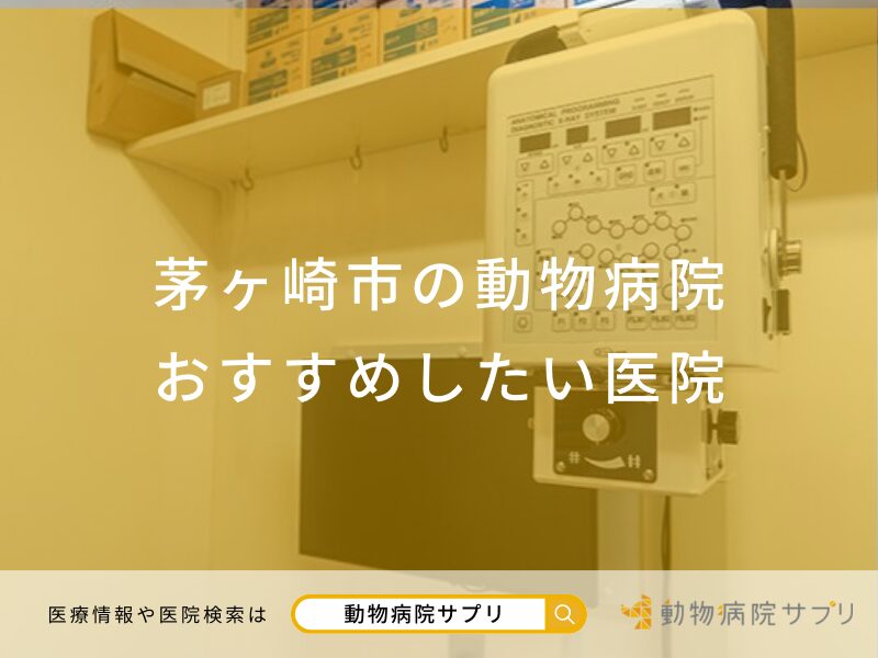 茅ヶ崎市の動物病院 おすすめしたい医院