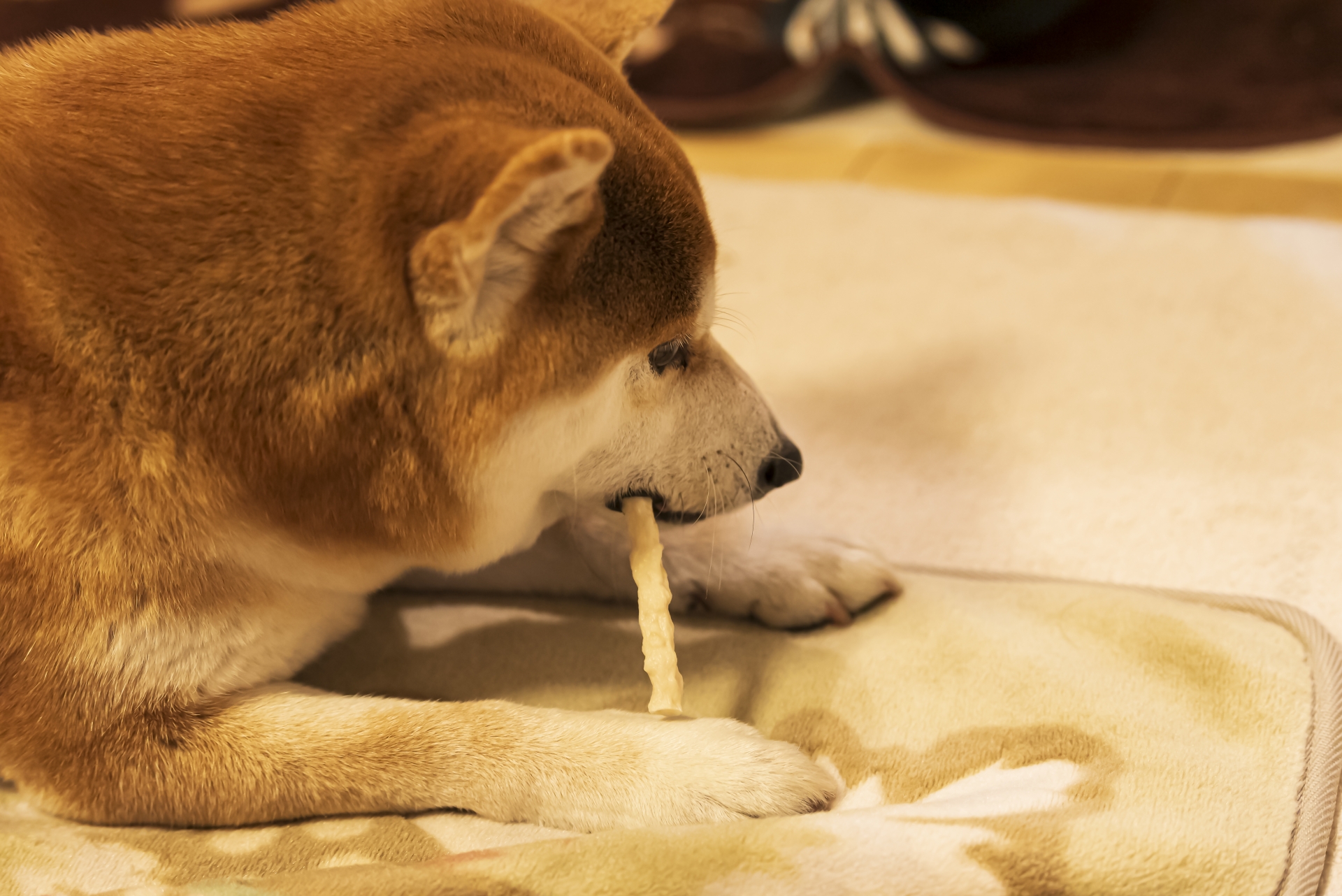 歯磨きガムをくわえる柴犬