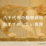 【2024年】八千代市の動物病院 おすすめしたい6医院