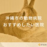 【2024年】沖縄市の動物病院 おすすめしたい2医院