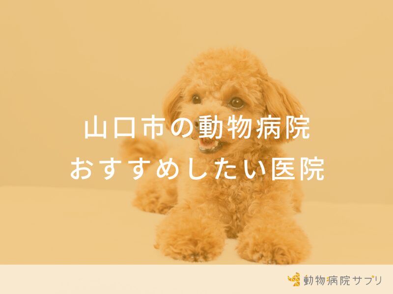 山口市の動物病院 おすすめしたい医院