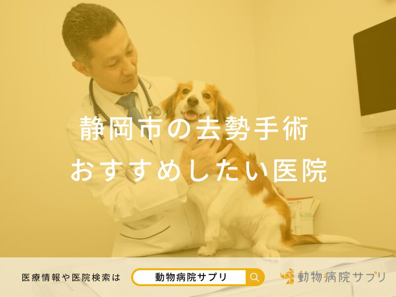 静岡市の去勢手術対応おすすめしたい医院