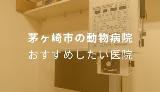 【2024年】茅ヶ崎市の動物病院 おすすめしたい5医院