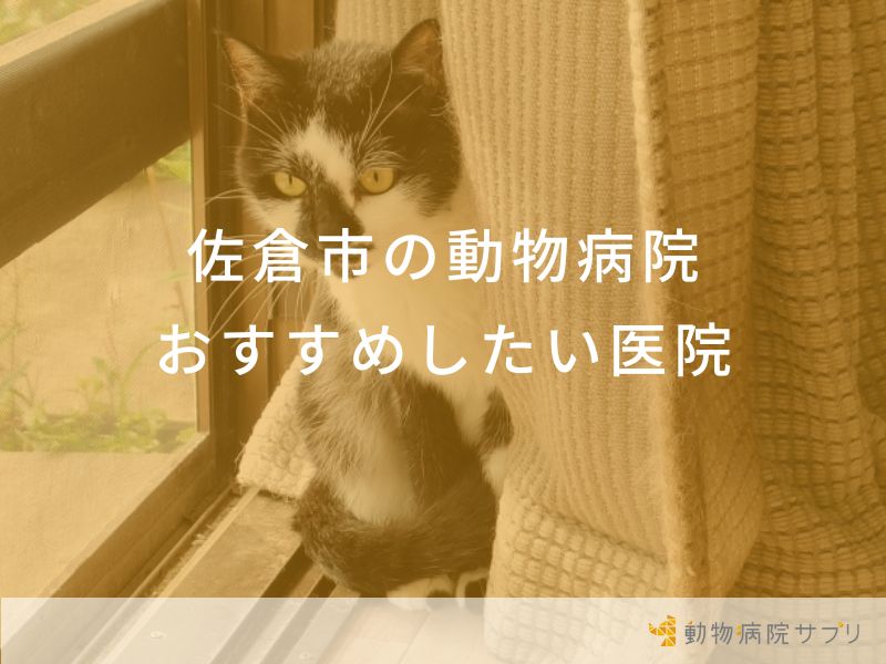 佐倉市の動物病院おすすめしたい医院